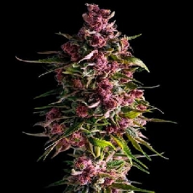 Pink Empire > Empire Seeds